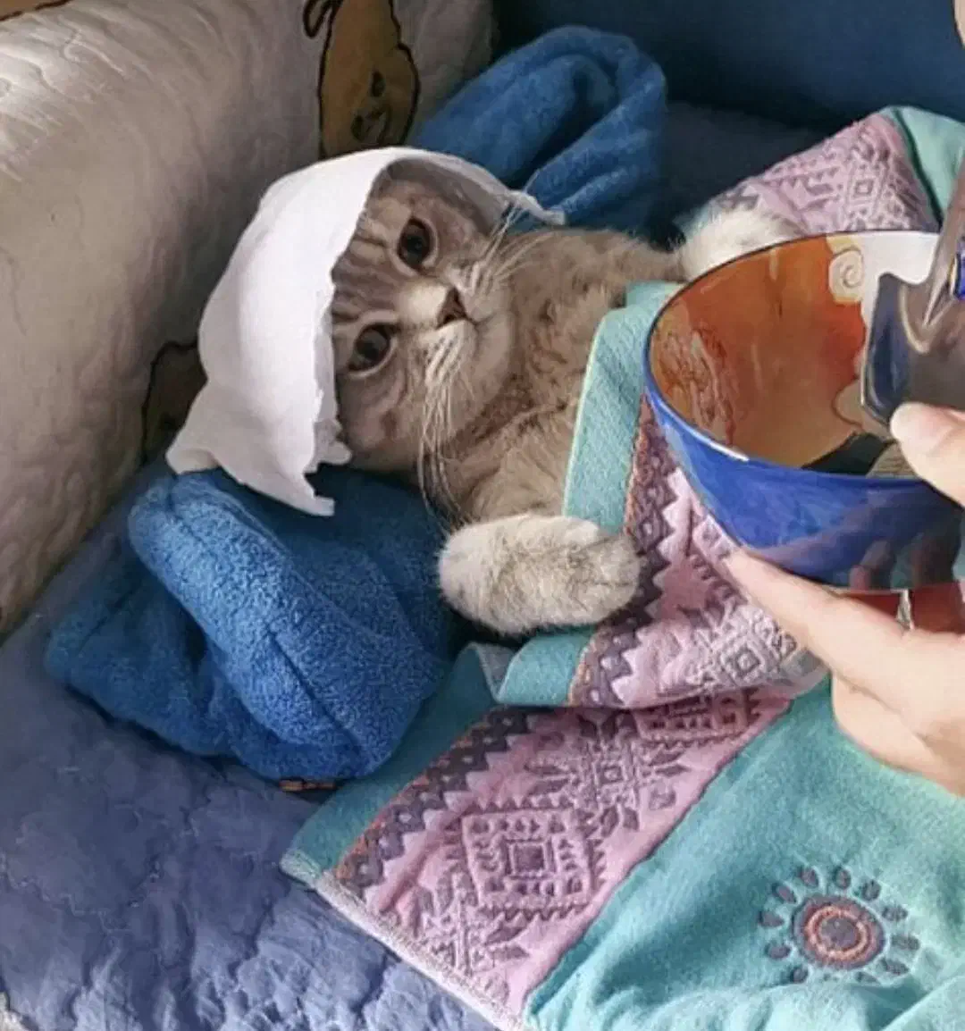 چا ه کن گربه پا لانه|گربه|مینودشت, |دیوار