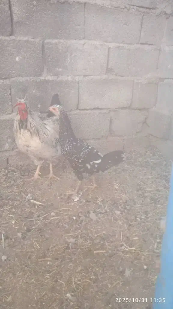 خروسمحلی|حیوانات مزرعه|سراوان, |دیوار