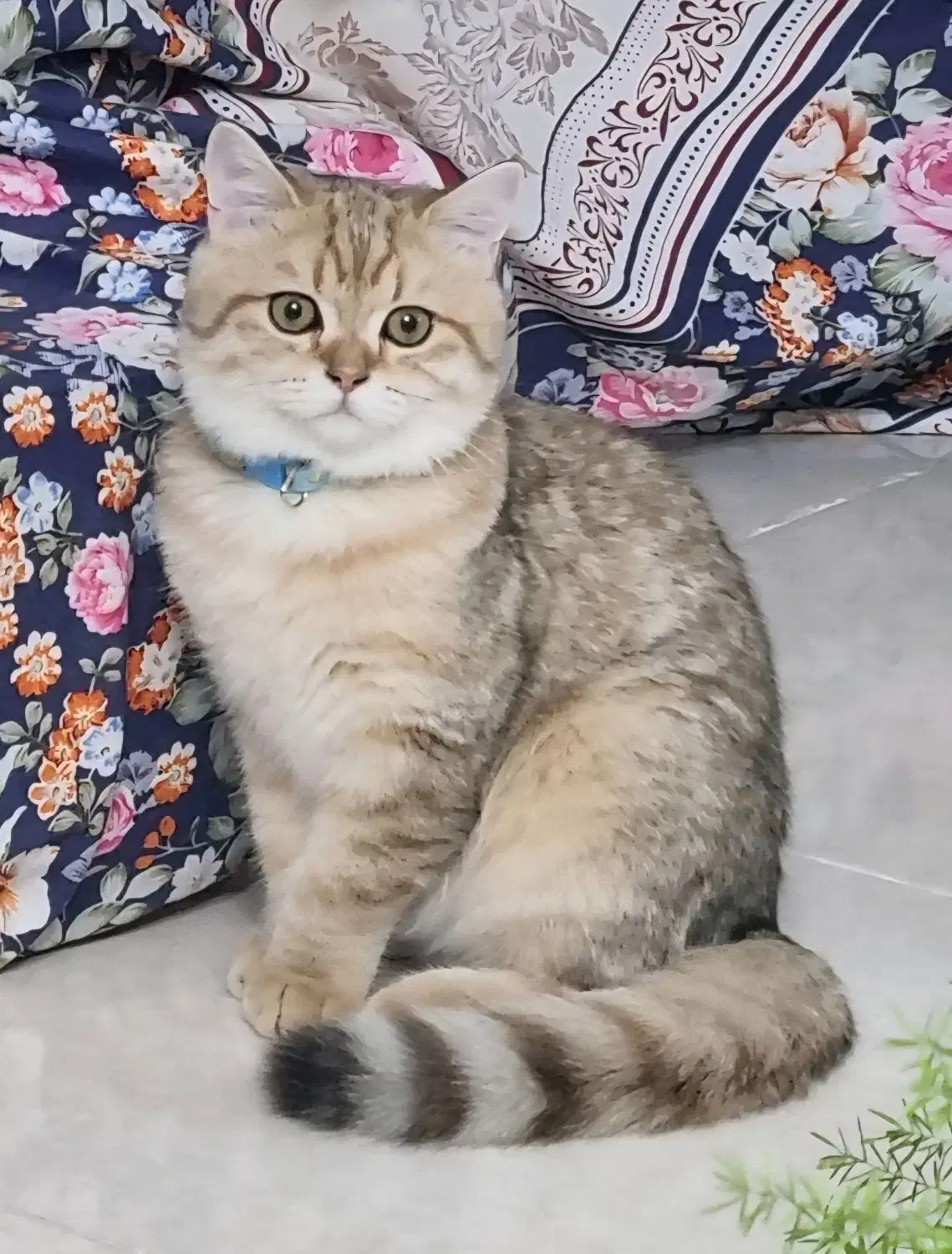 گربه نژاد‌دار خانگی|گربه|شاهین‌شهر, سعدی جنوبی|دیوار