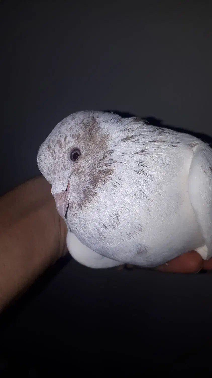 کبوتر|حیوانات|کرج, فاز ۳ گوهردشت|دیوار