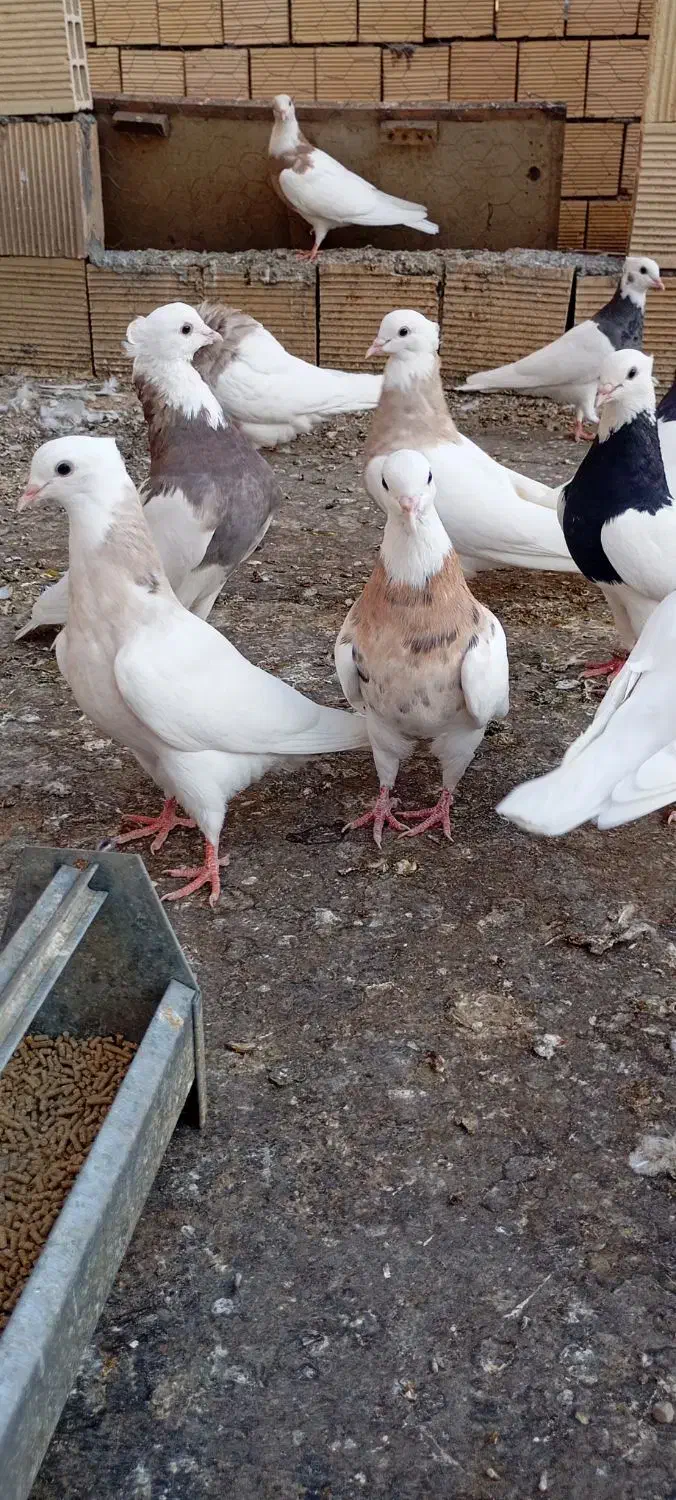 کبوتر طوقی نرو ماده|پرنده|جوانرود, |دیوار