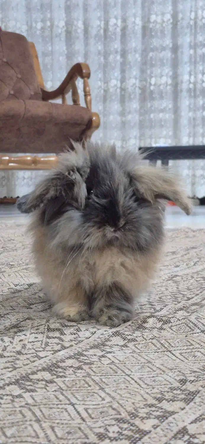 خرگوش|موش و خرگوش|بوکان, |دیوار