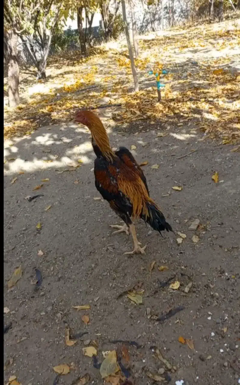 مرغ وخروس لاری اصل|حیوانات مزرعه|بوئین و میاندشت, |دیوار