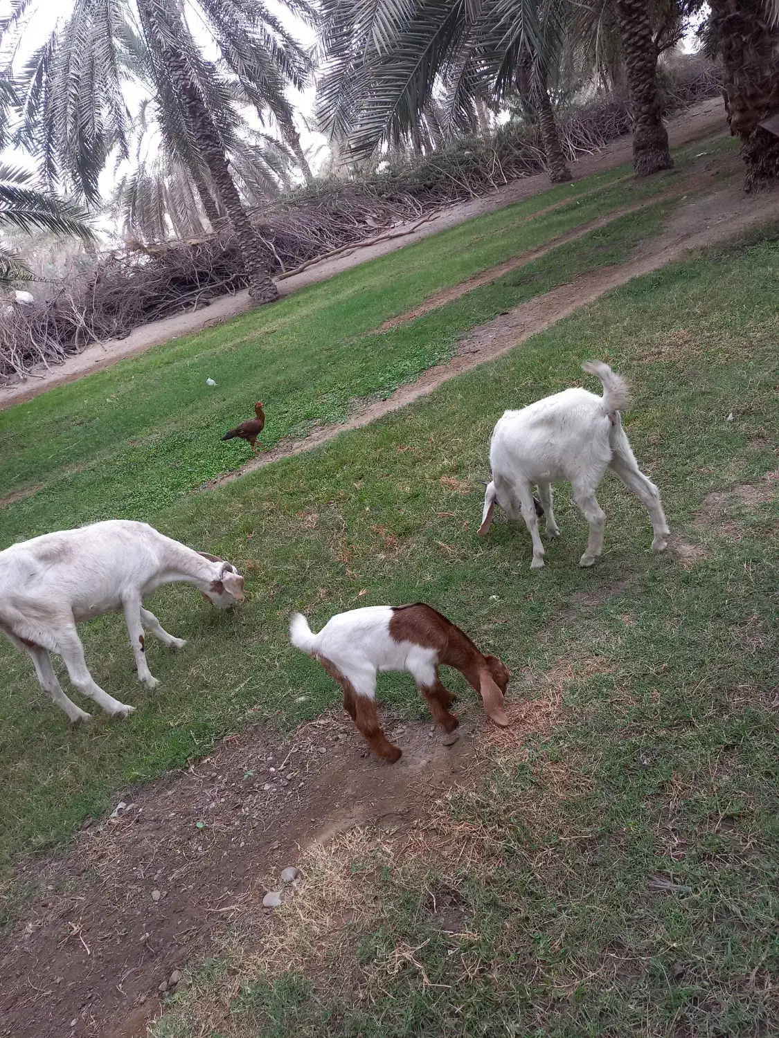 تالی پاکستانی|حیوانات مزرعه|بند زرک, |دیوار