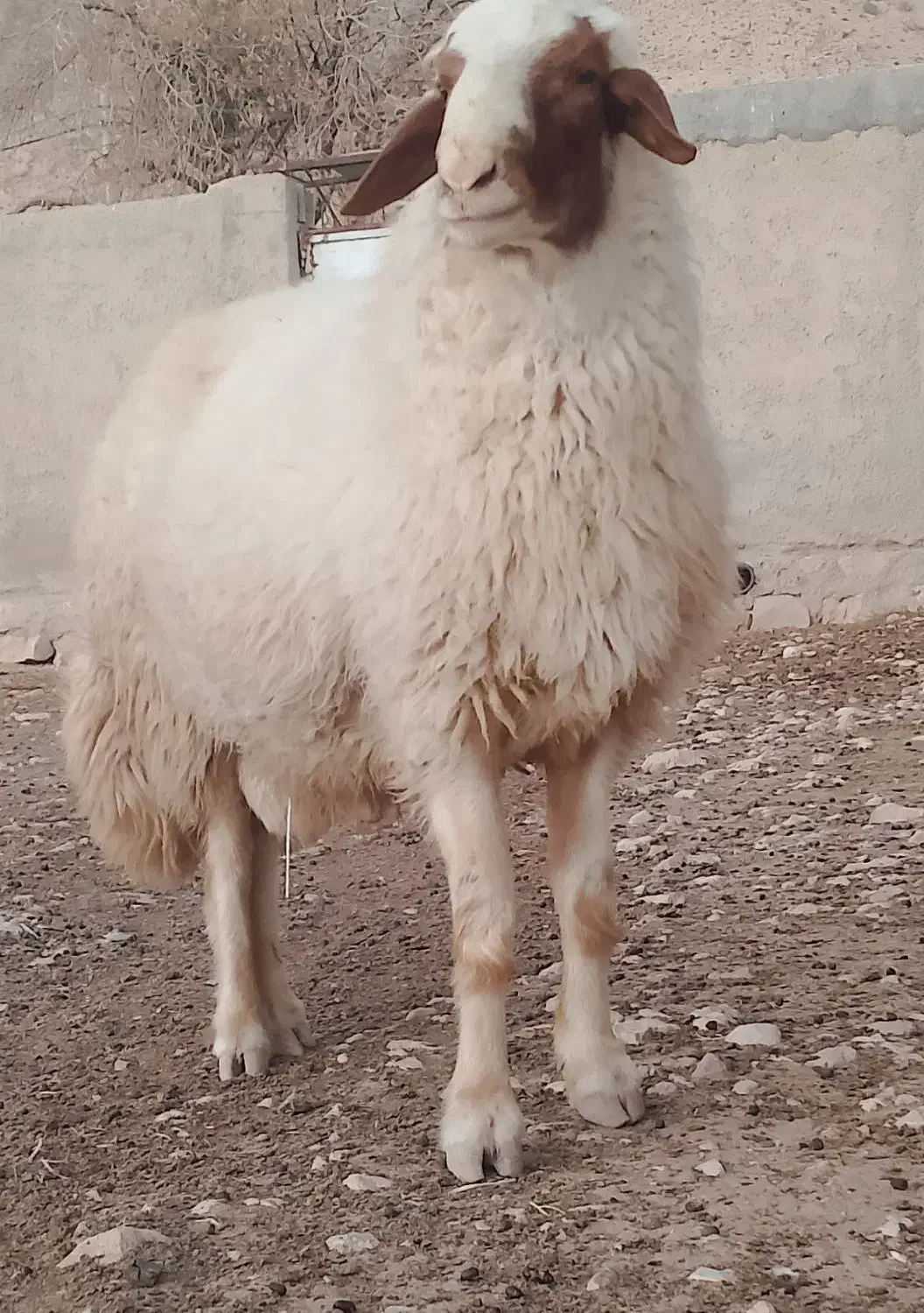 قوچ با اصالت سنجابی|حیوانات مزرعه|قلعه شاهین, |دیوار