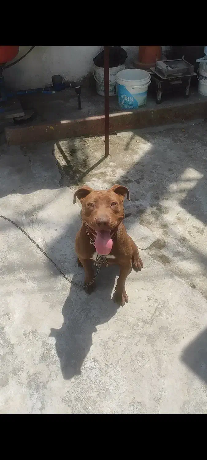 پیت بول تریر ماده معاوضه با توله پامر یا اردک غاز|سگ|بابلسر, |دیوار