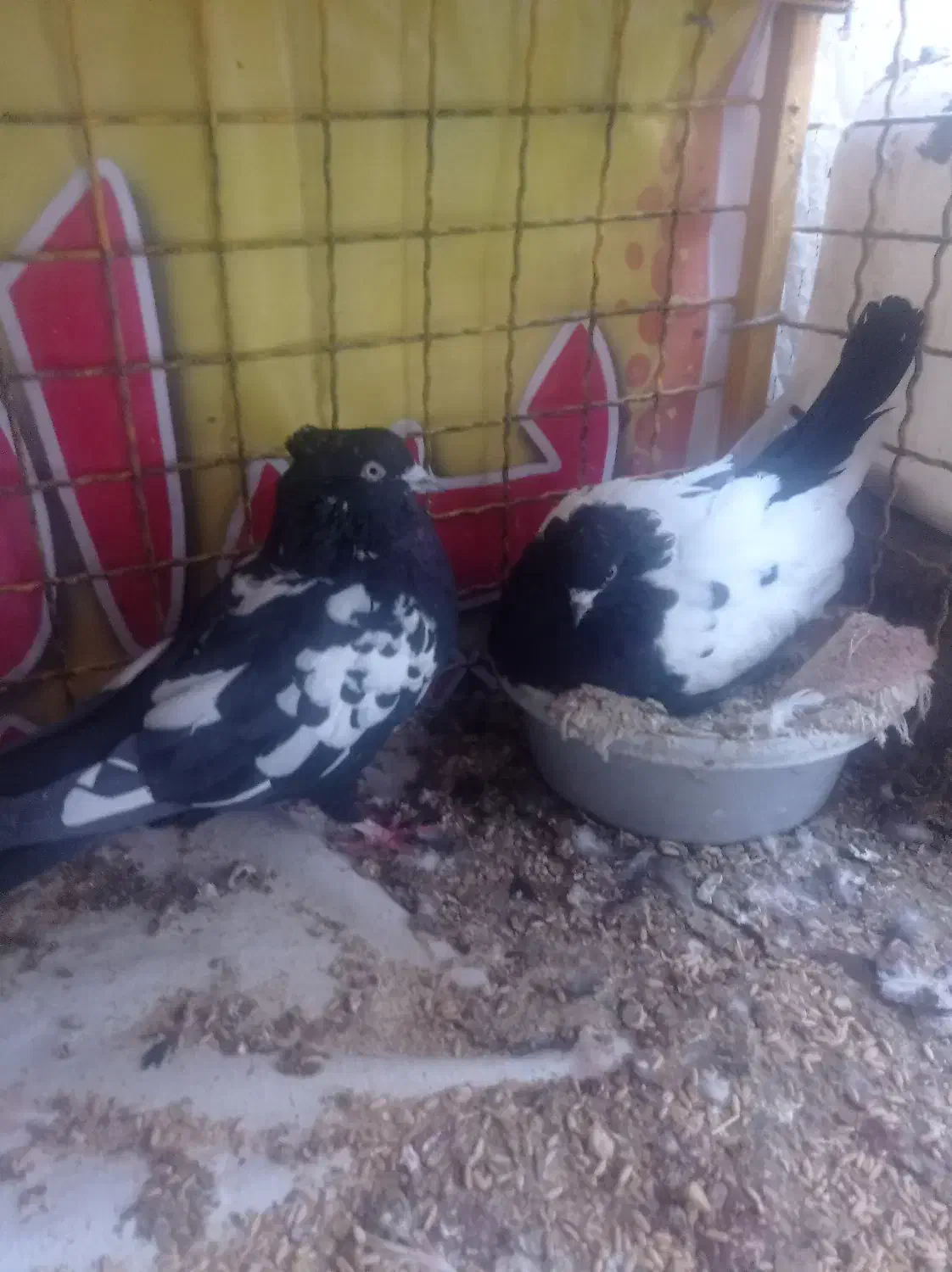 کبوتر سینه ای|پرنده|مهریز, |دیوار