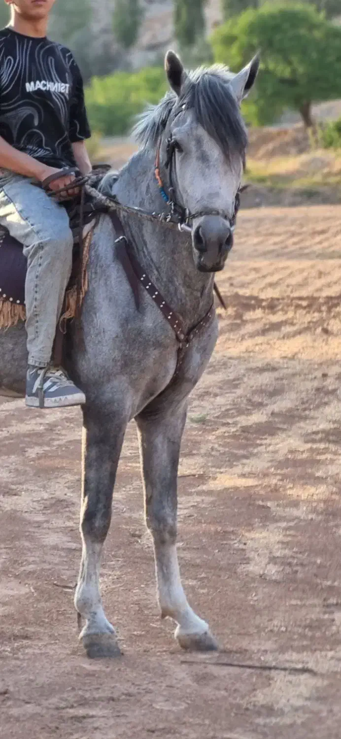 اسب یورقه|اسب و تجهیزات اسبسواری|بسطام, |دیوار