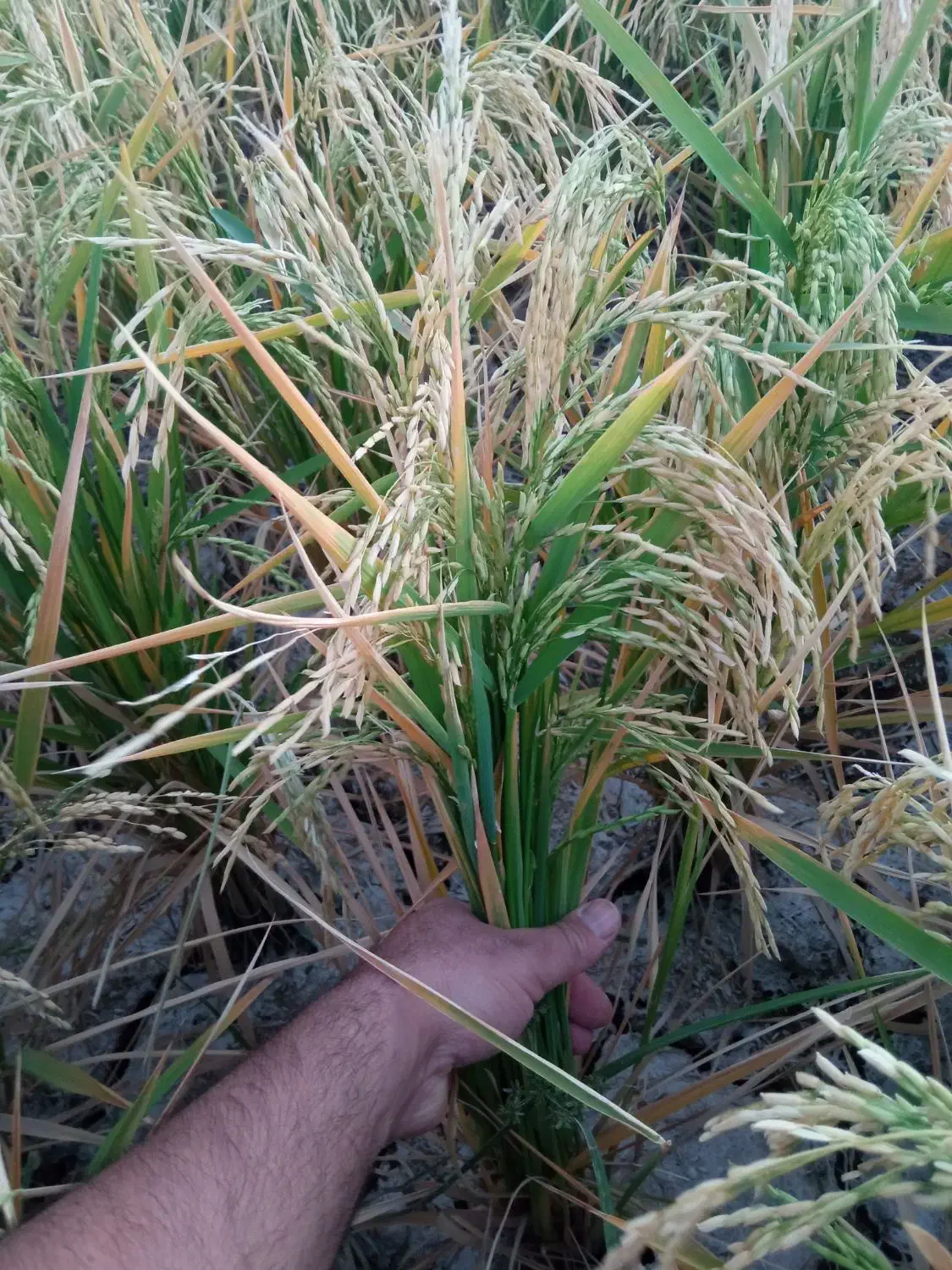 برنج محلی|خوردنی و آشامیدنی|هندمینی, |دیوار