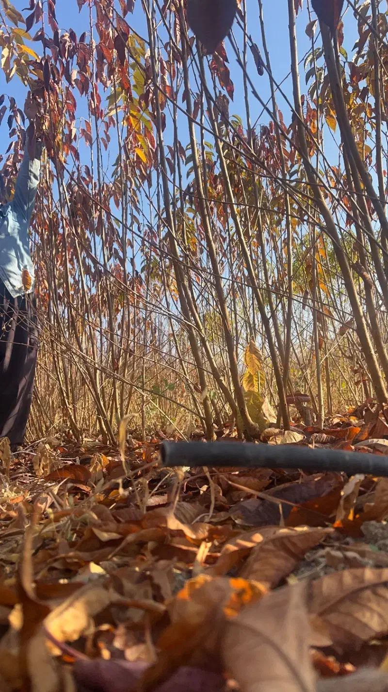 نهالستان انواع نهالهای گیلاس.البالو.هلو.انگورسیاه|خدمات باغبانی و درختکاری|سنندج, |دیوار