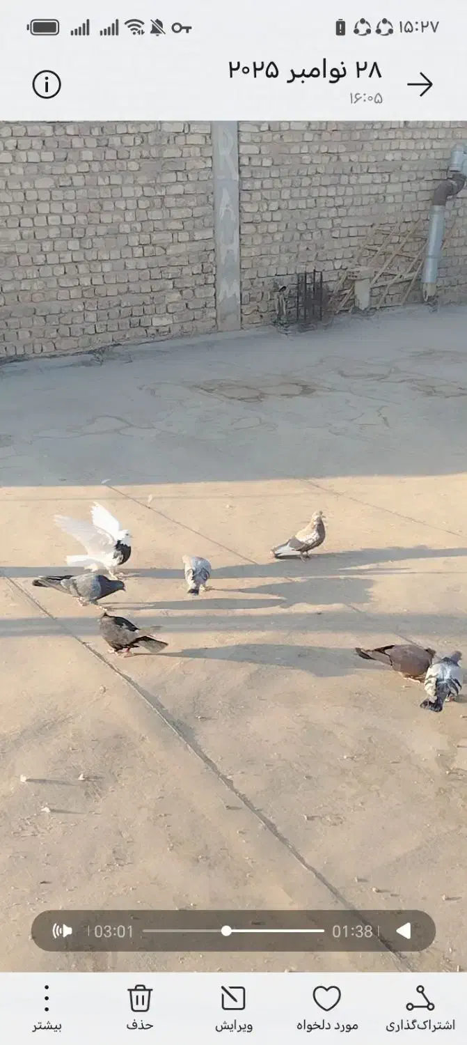 گم شده|پرنده|شهرضا, |دیوار