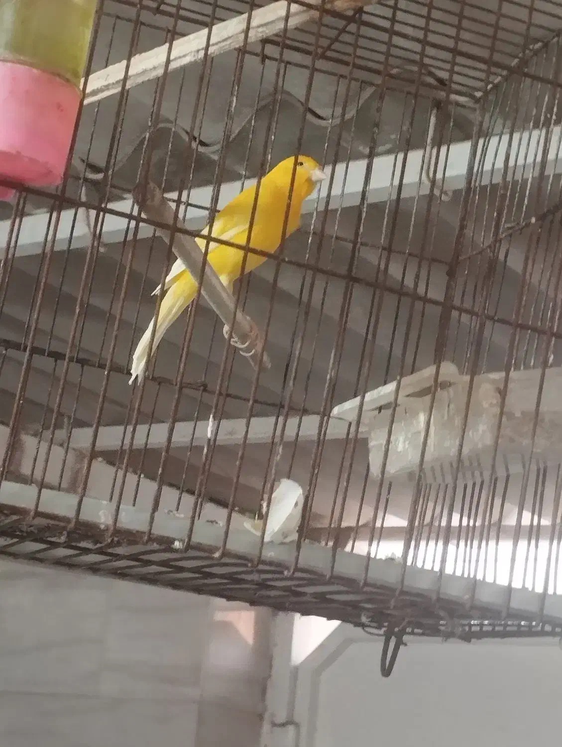 قناری سالم خوش رنگ|پرنده|بوشهر, |دیوار