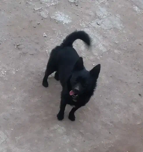 سگ نژاد دار|سگ|رفسنجان, |دیوار