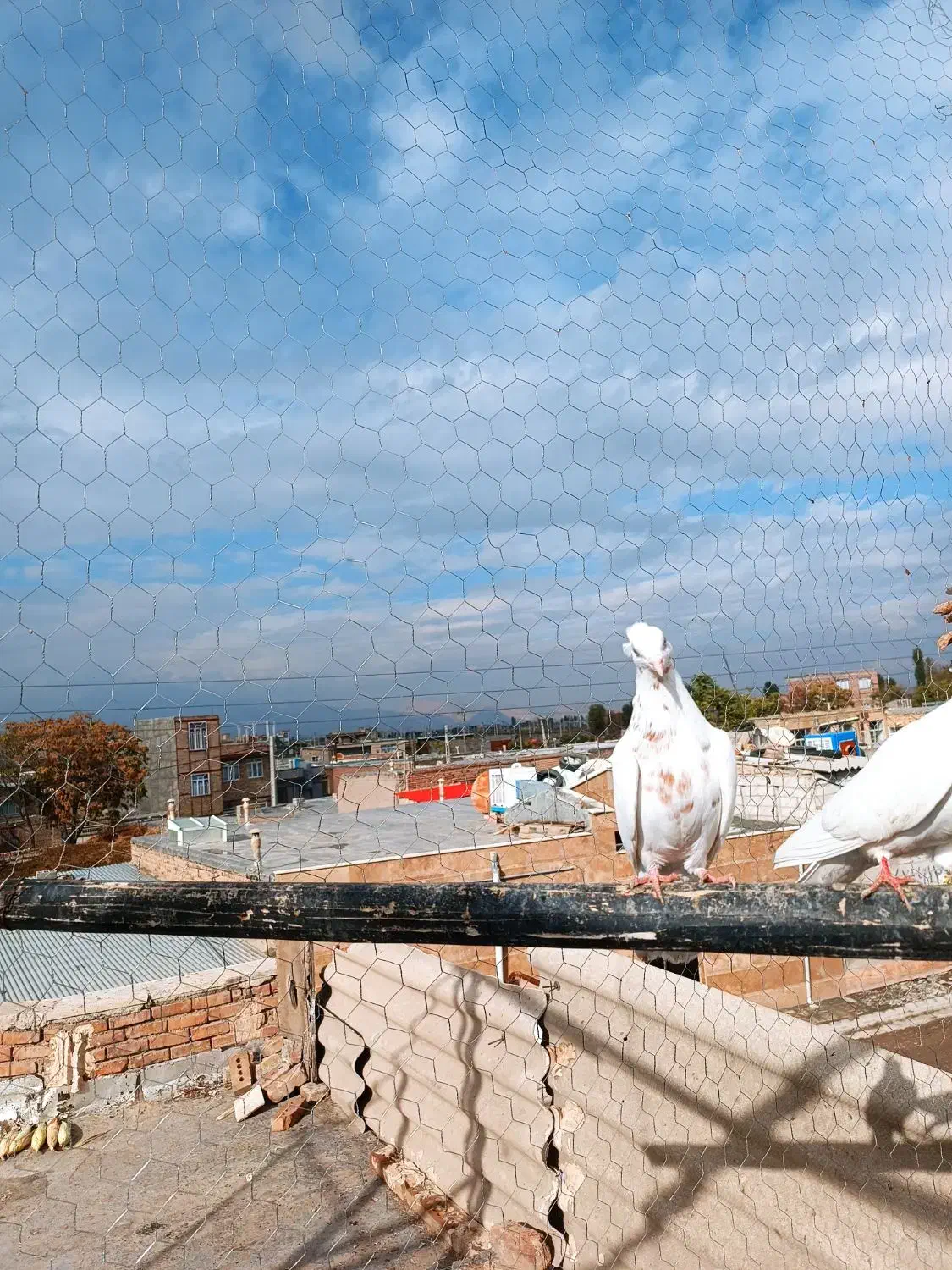 چهارعددماده|پرنده|خوی, |دیوار