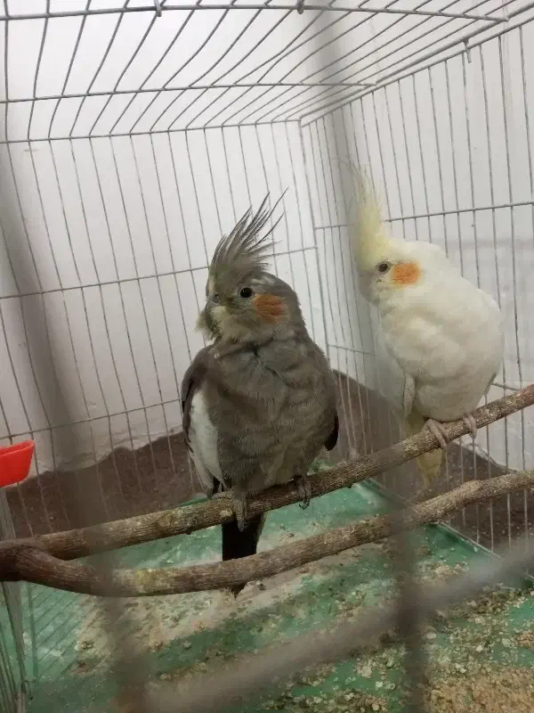 عروس هلندی جفت|پرنده|کوهدشت, |دیوار