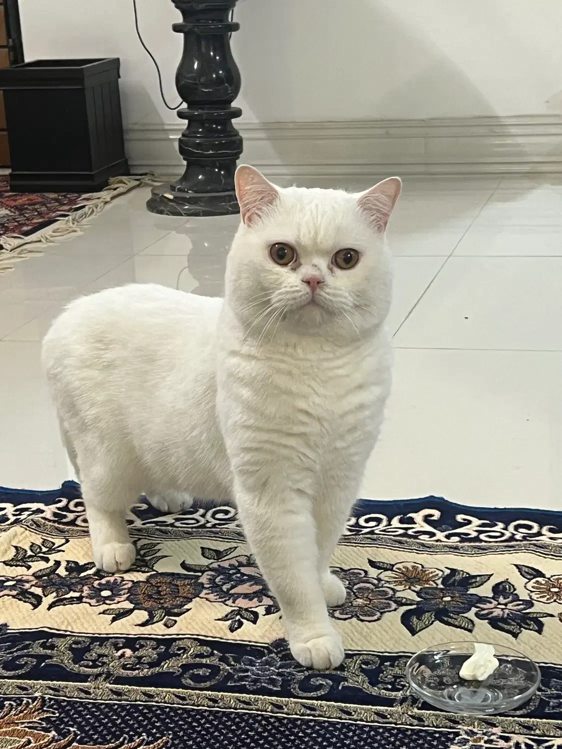 نر بریتیش اسکاتیش فقط برای جفتگیری|گربه|قم, چهل درخت‎|دیوار