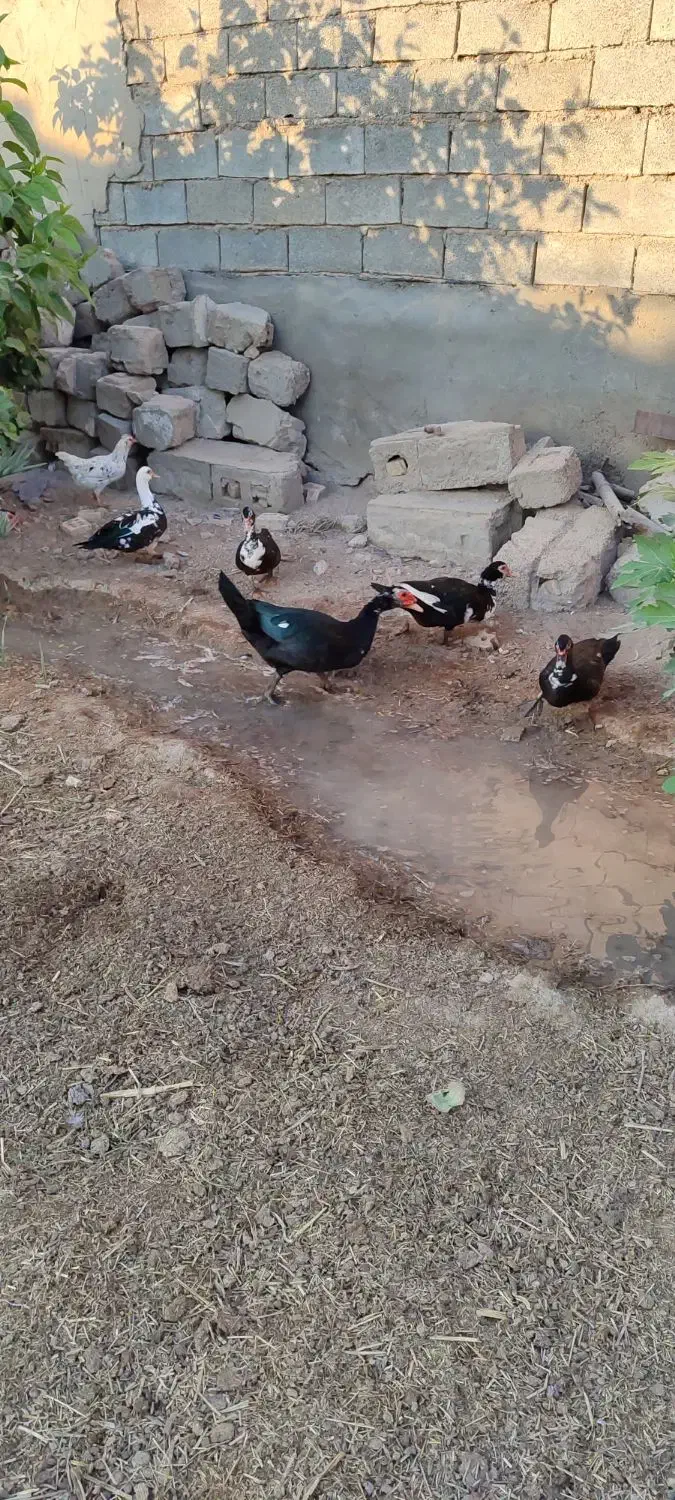 اردک روسی|حیوانات مزرعه|حمیدیه, |دیوار