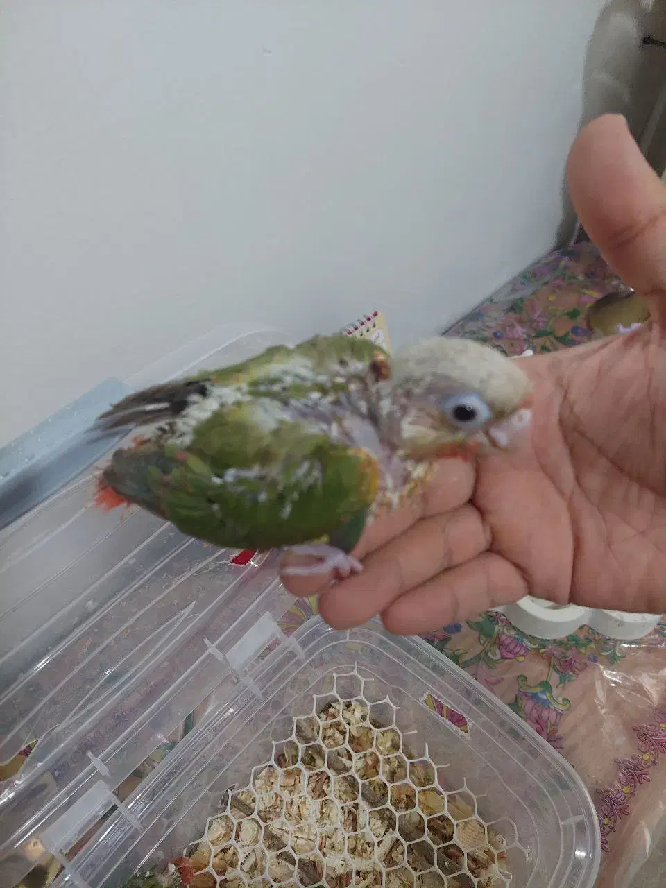 جوجه گیرینچیک|پرنده|کرج, عظیمیه|دیوار