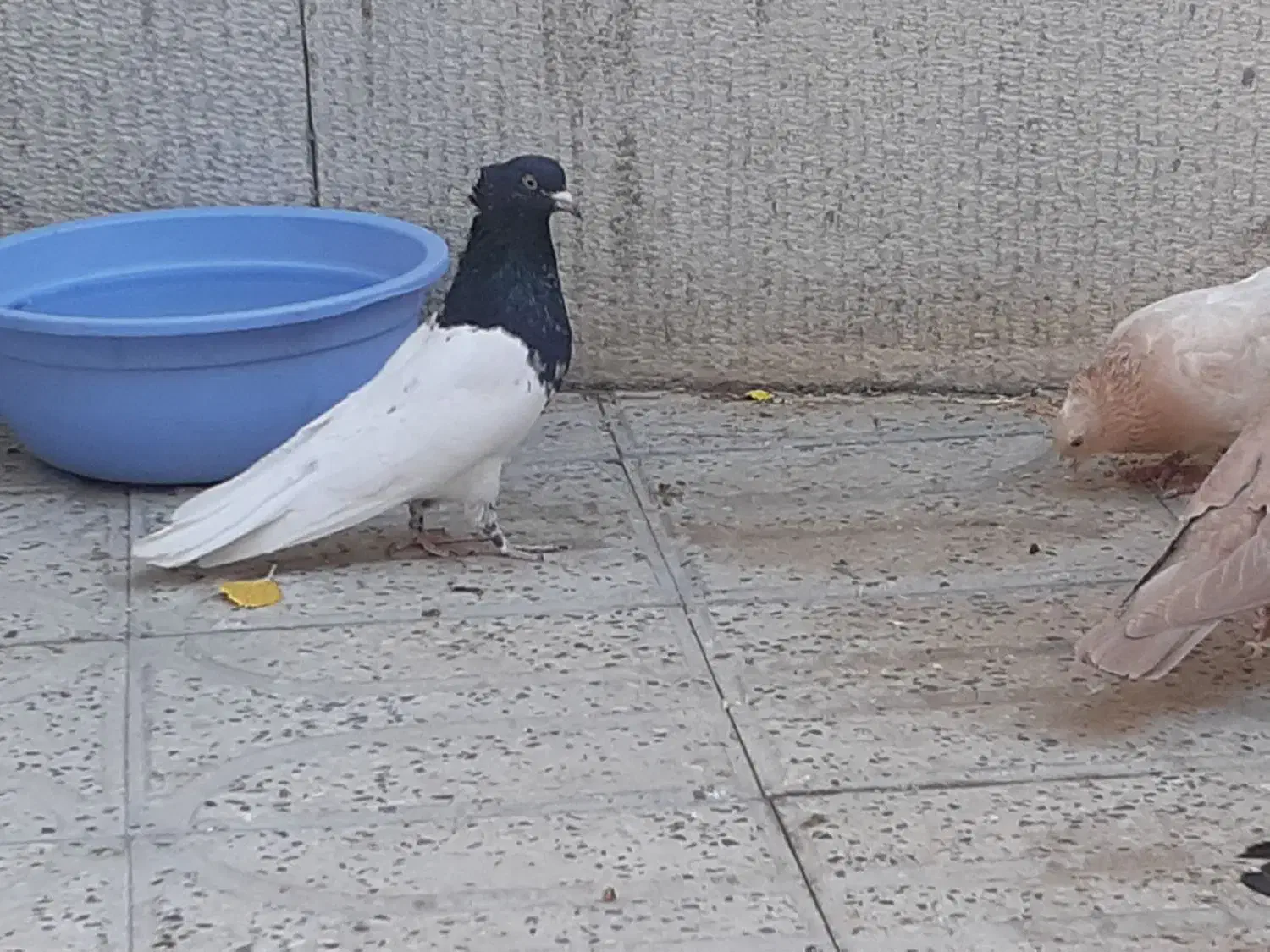 کبوتر گمشده|پرنده|سمیرم, |دیوار