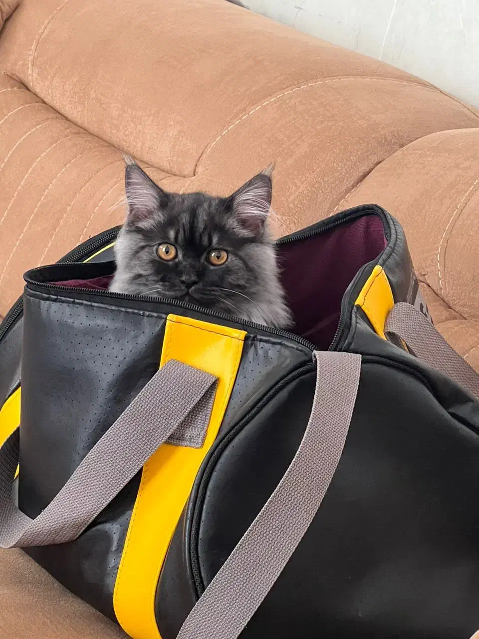 فروش گربه پرشین و هیمالین|گربه|برازجان, |دیوار