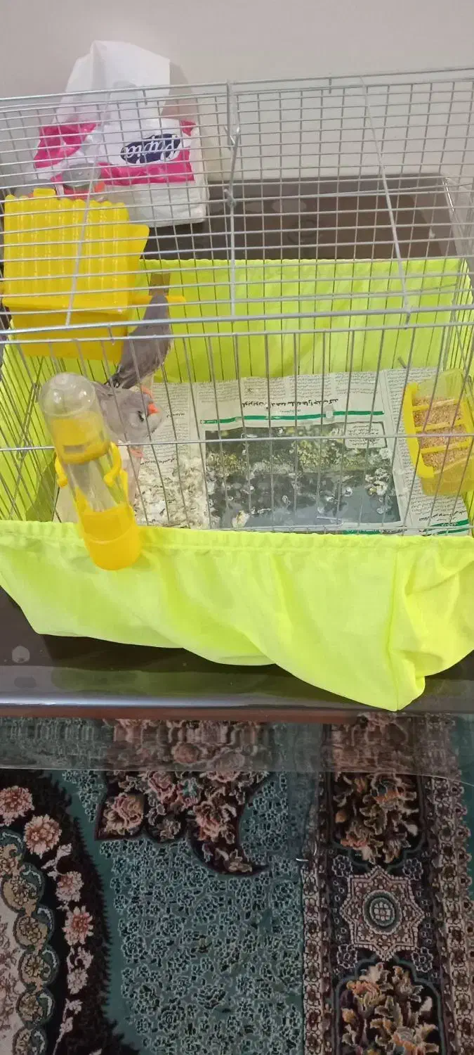 فنچ نرو ماده|پرنده|تهران, امام زاده عبدالله|دیوار