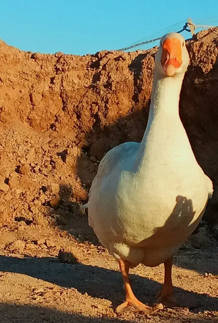 قو غاز نرجوان|حیوانات مزرعه|قزوین, |دیوار