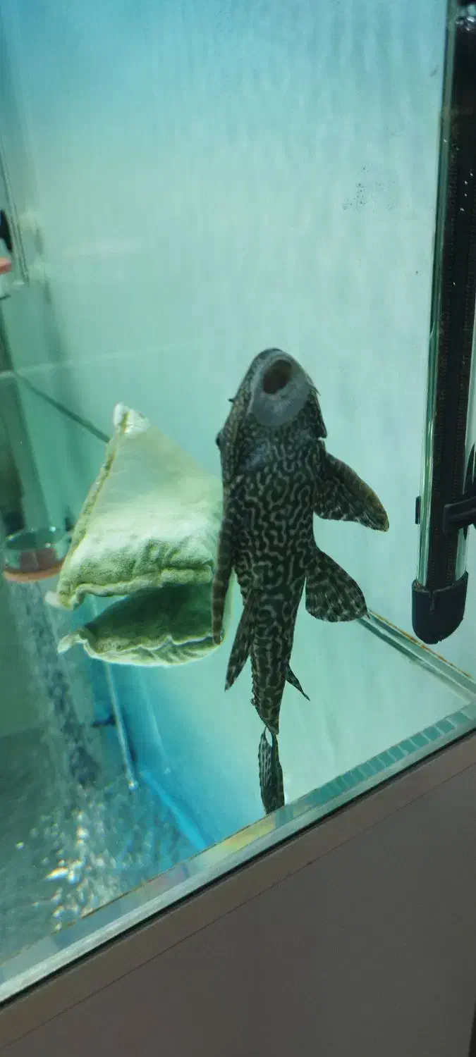 ماهی لجنخوار 20cmمعاوضه با بخاری آکواریوم|ماهی|محمدشهر, شهرک پیام (مهرالبرز)|دیوار