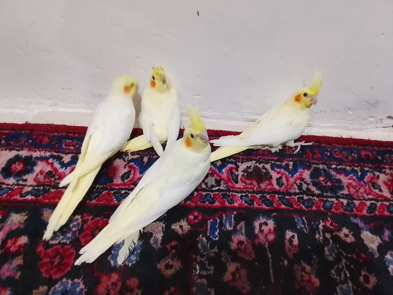 پرنده|پرنده|مشهد, هفت تیر (حافظ)|دیوار
