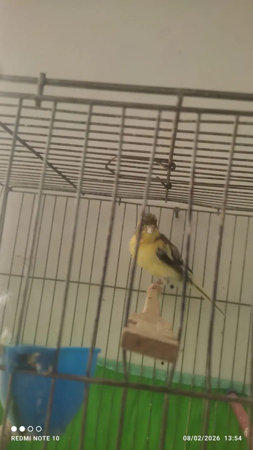 قناری نر|پرنده|آباده, |دیوار