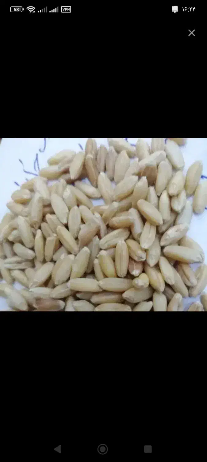 گندم|عمده‌فروشی|خرم‌آباد, |دیوار