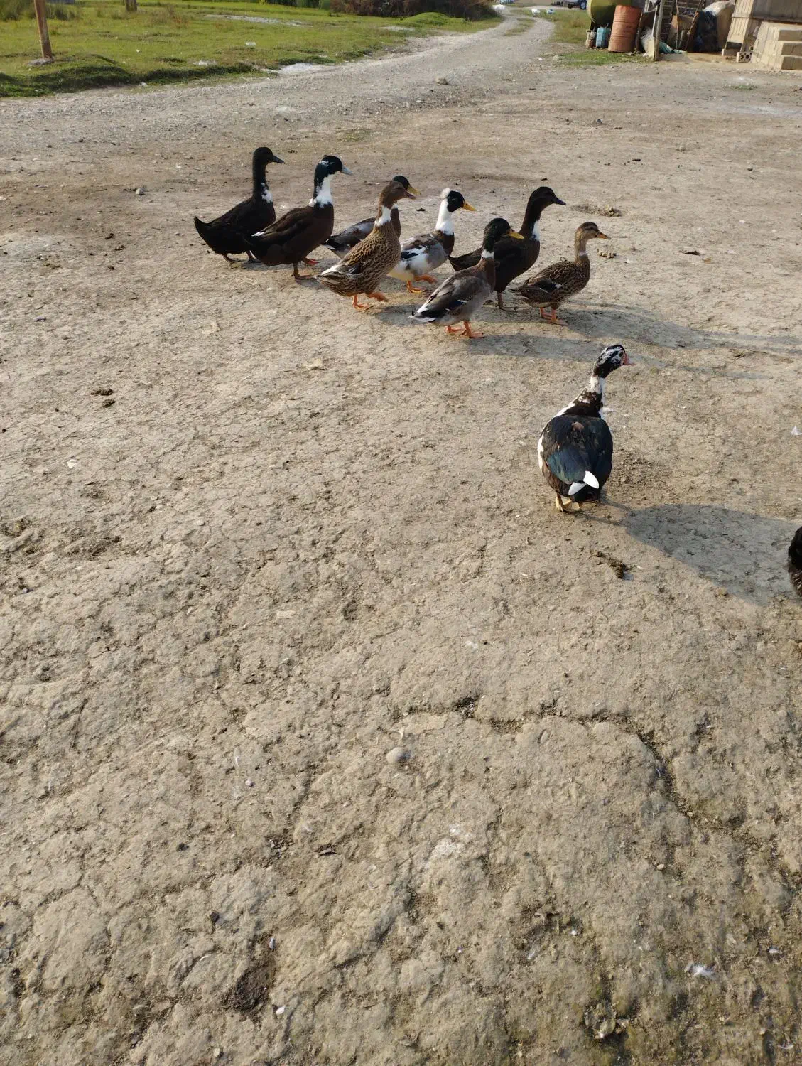 اردک، قوغاز، اردک نما|حیوانات مزرعه|شفت, |دیوار