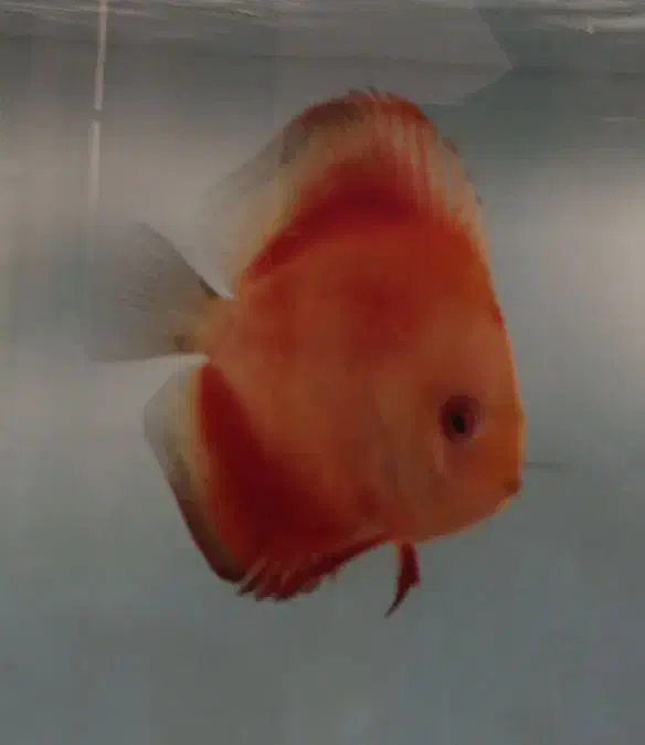 آکواریوم ودیسکس|ماهی|مشهد, وکیل‌آباد|دیوار