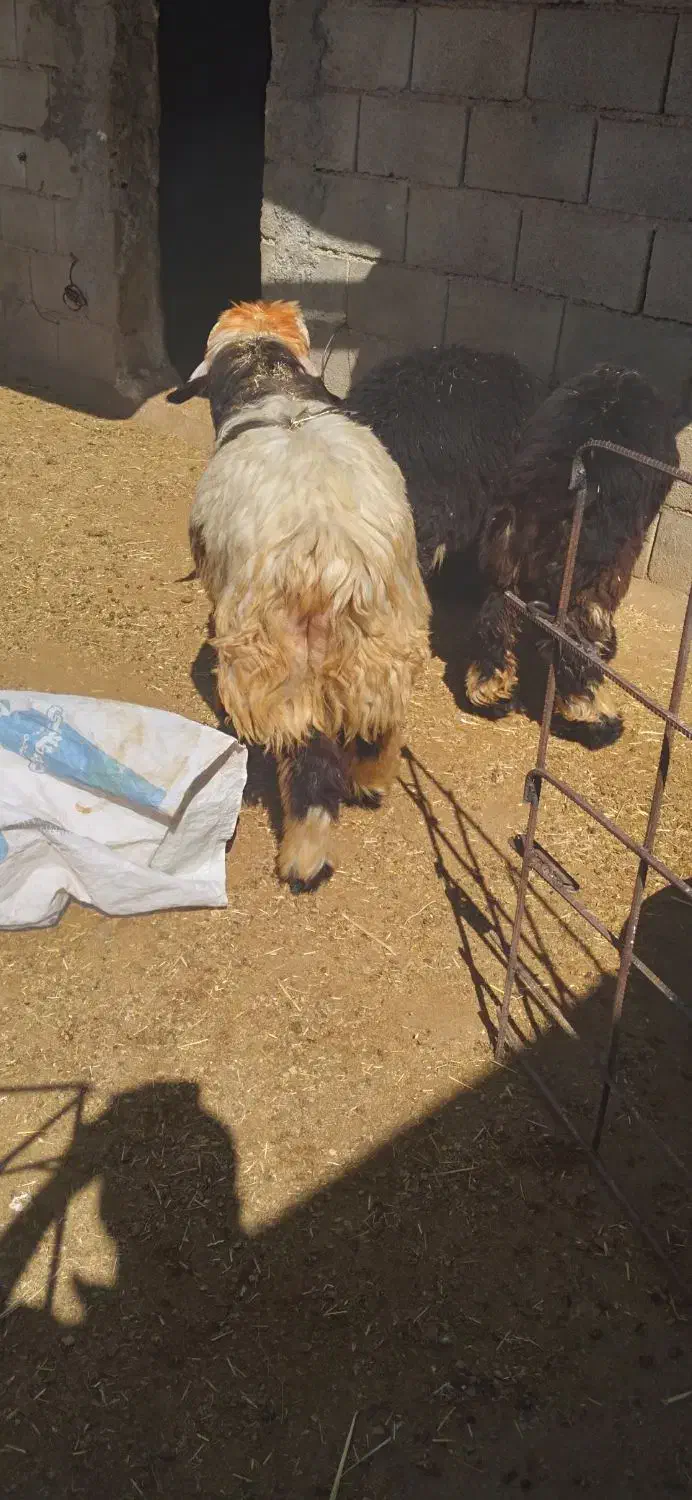 بره و‌میش|حیوانات مزرعه|مسجد سلیمان, |دیوار