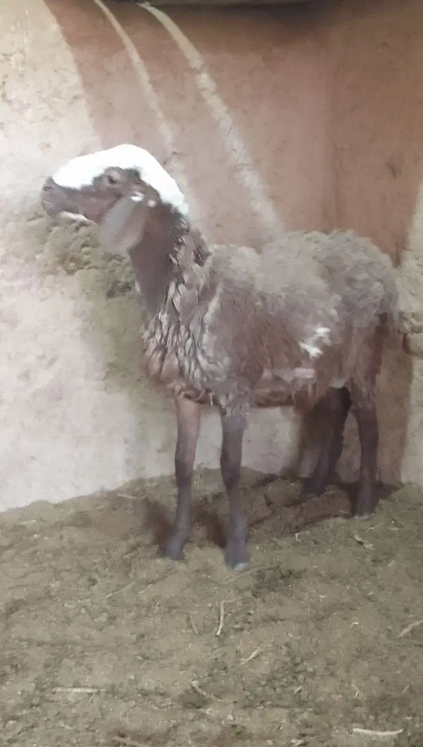 قوچ افشاری و بره|حیوانات مزرعه|ابرکوه, |دیوار