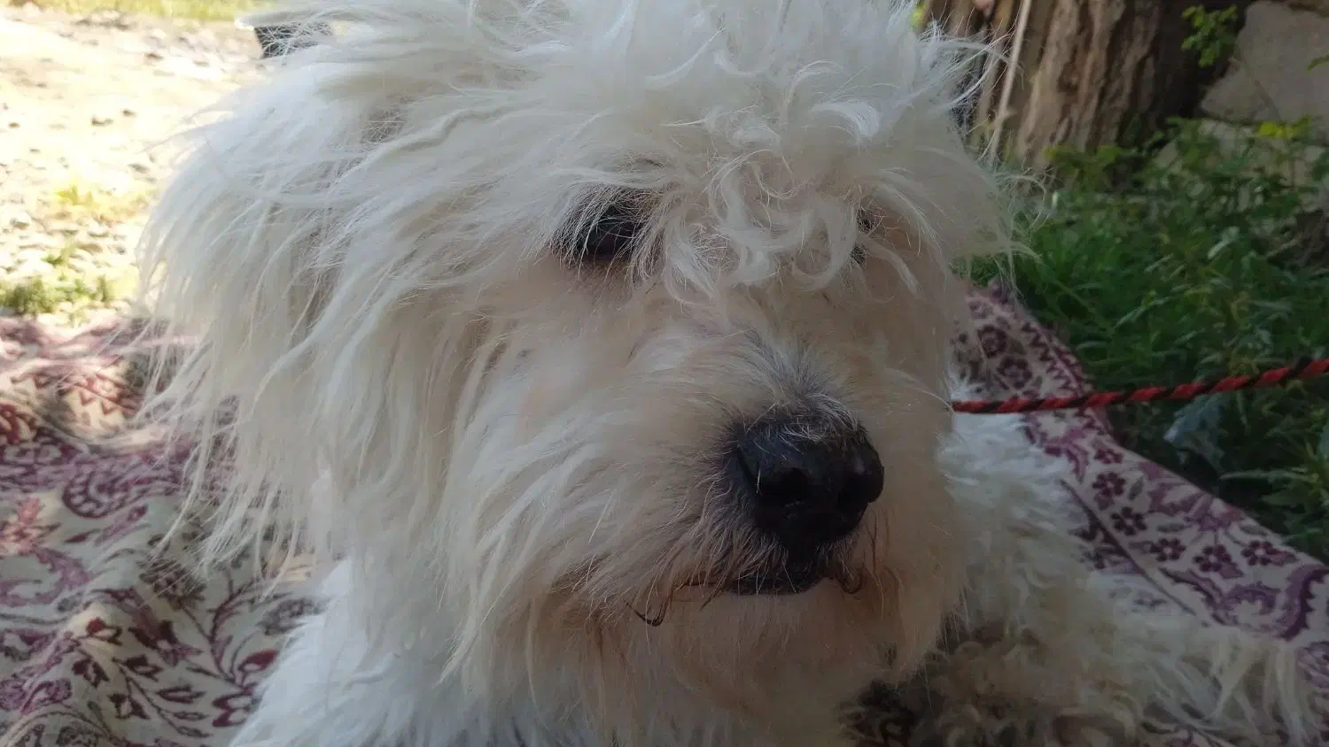 سگ شیتزو نر سفید|سگ|مشهد, کوی دروی|دیوار