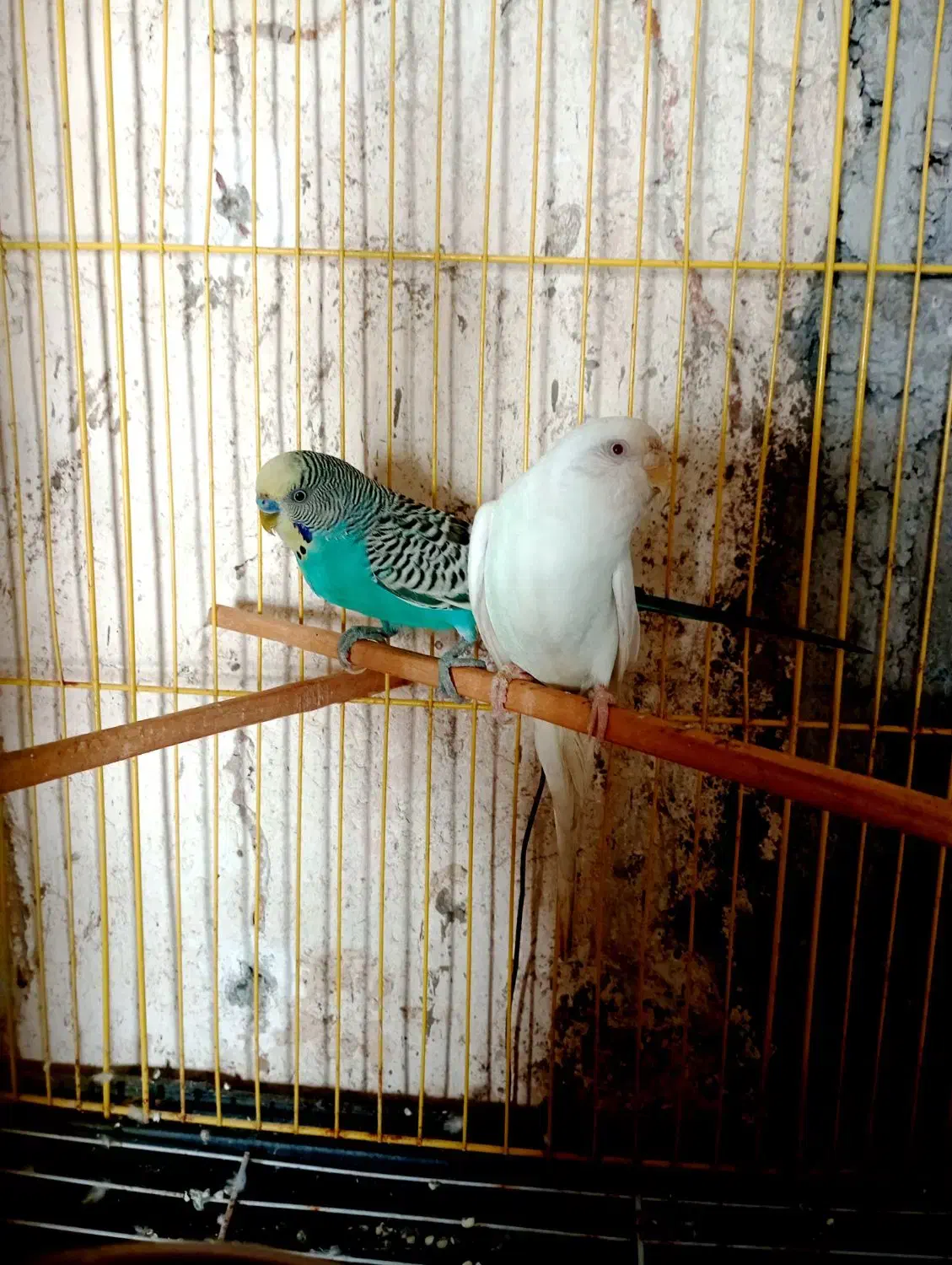 مرغ عشق|پرنده|میناب, |دیوار