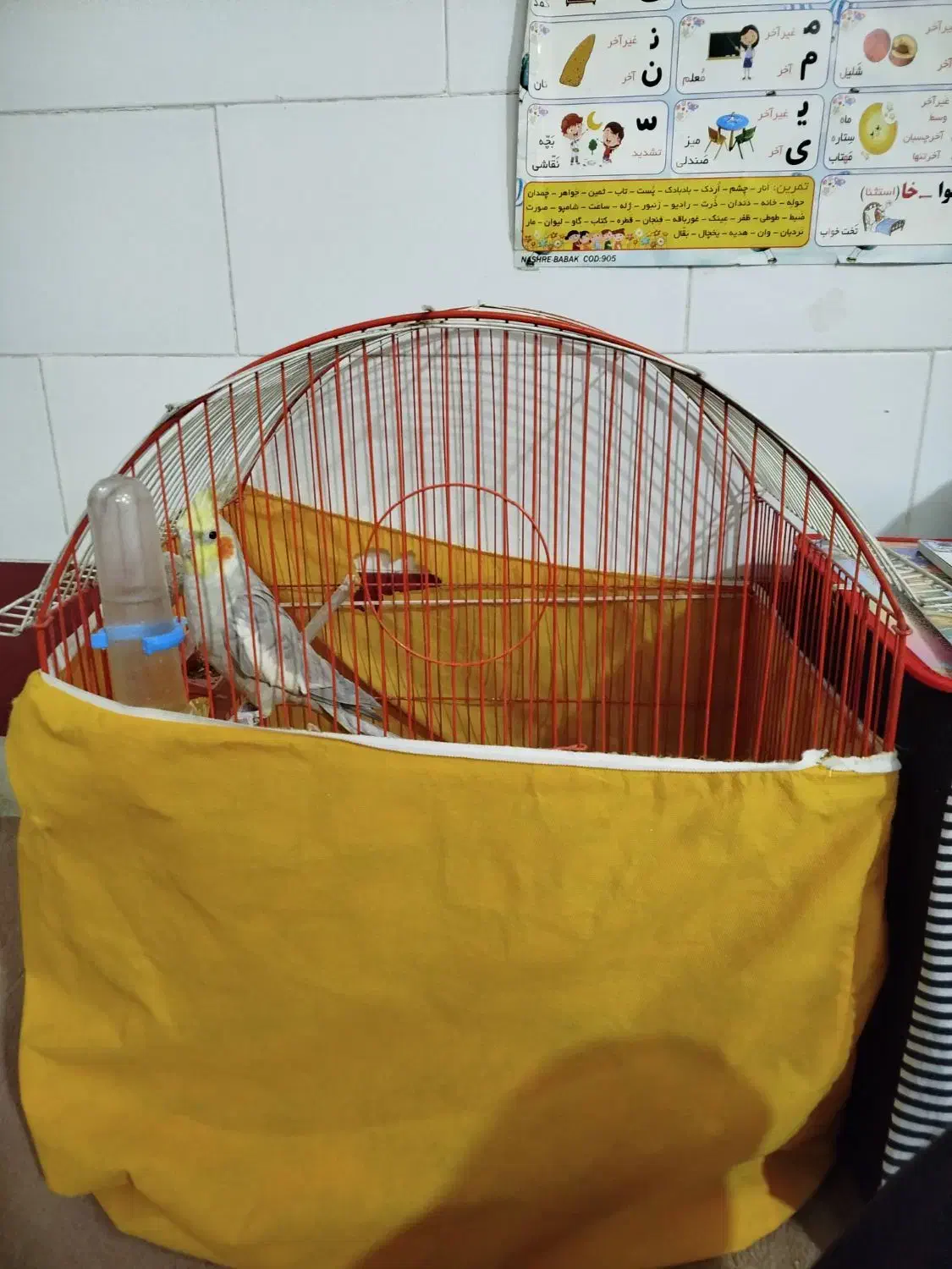 عروس هلندی نر|پرنده|قم, انسجام|دیوار