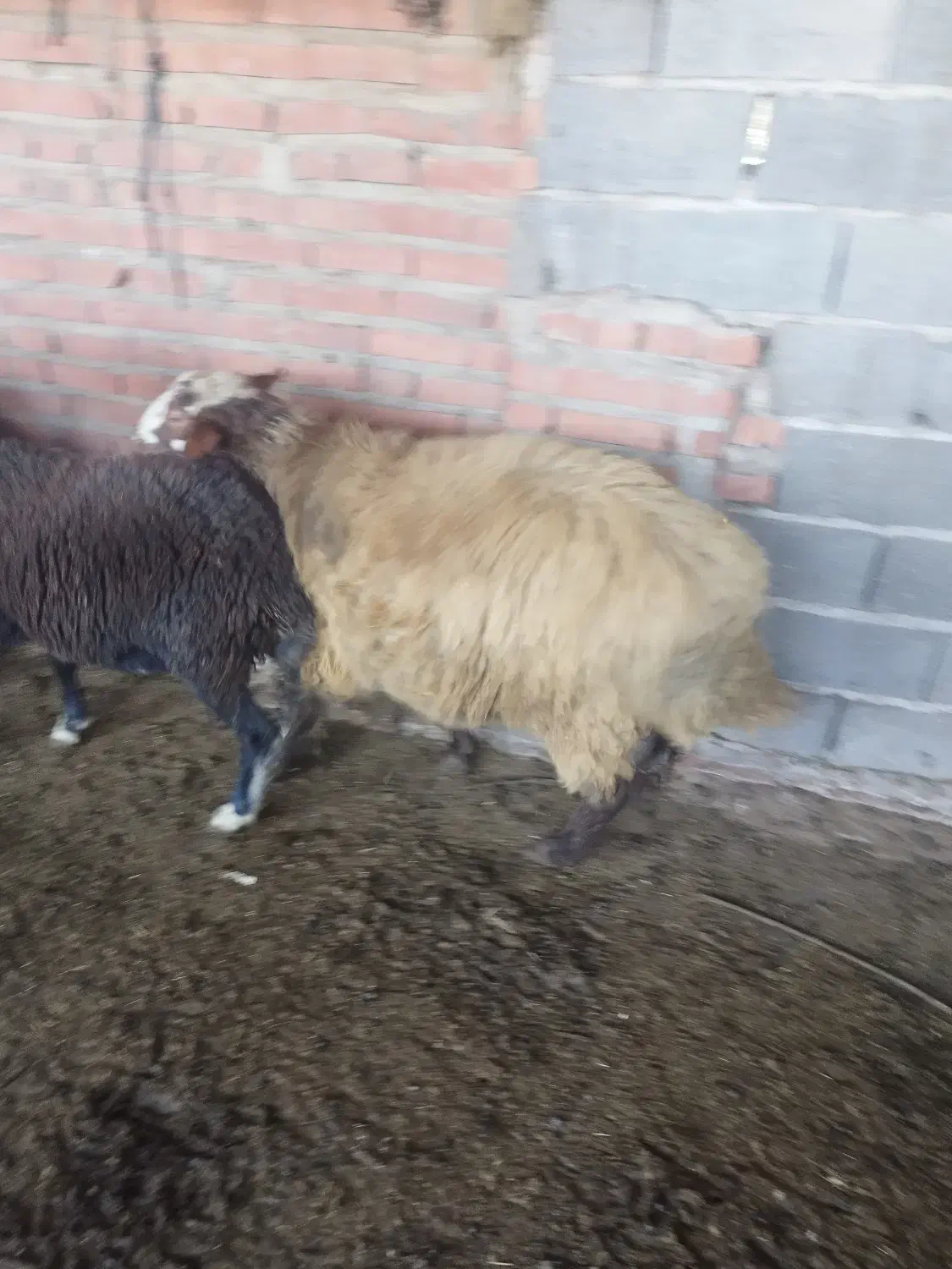 فروش گوسفند|حیوانات مزرعه|قائمشهر, |دیوار