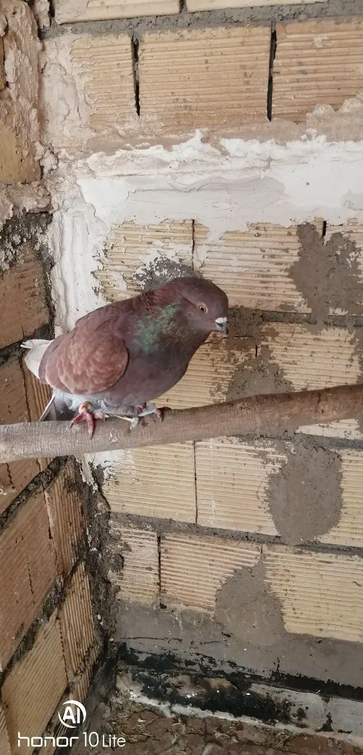 سلام کبوتر کاشونی|پرنده|حبیب آباد, |دیوار