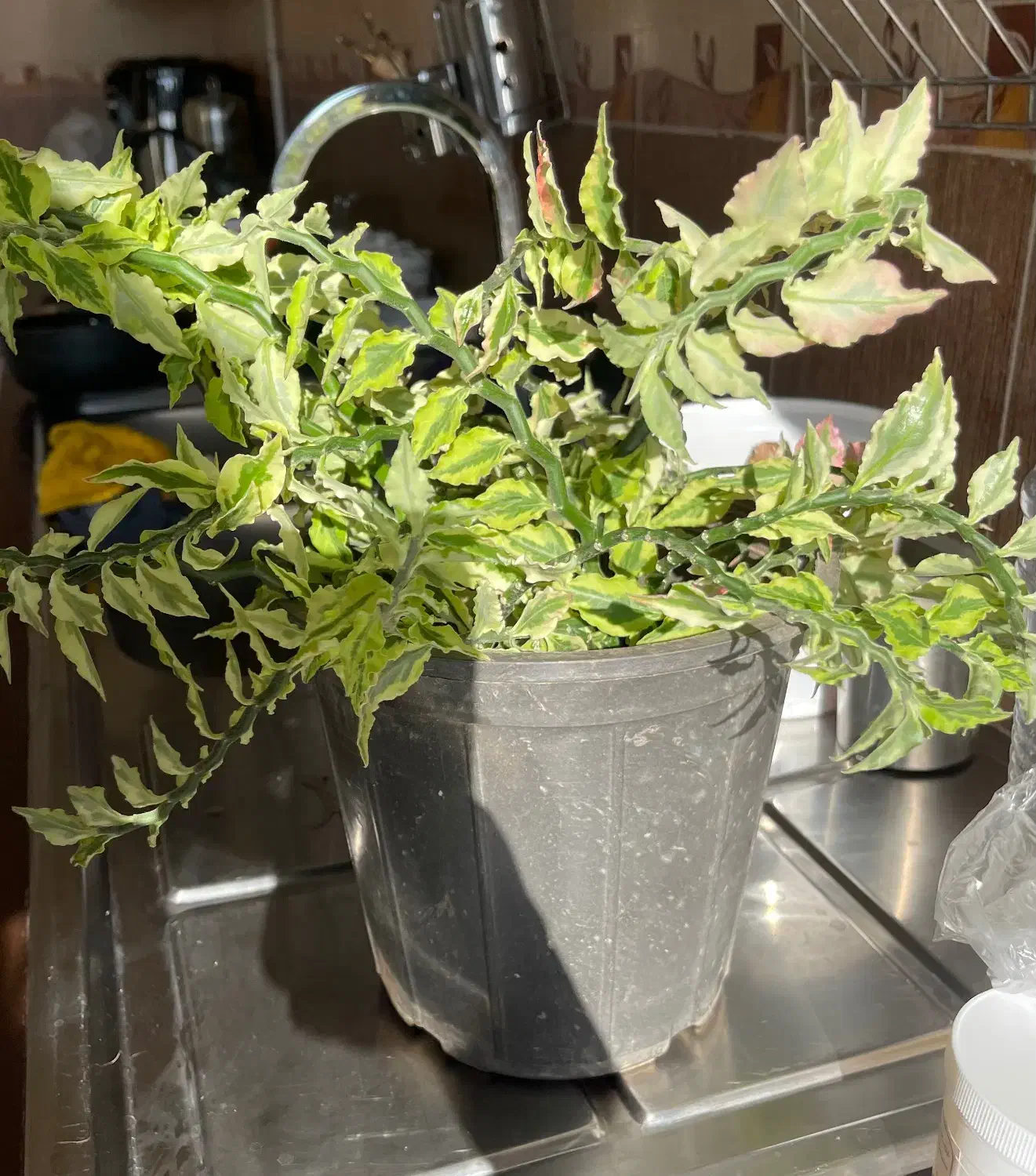 گل پدیلانتوس سالم|گل و گیاه طبیعی|قزوین, |دیوار