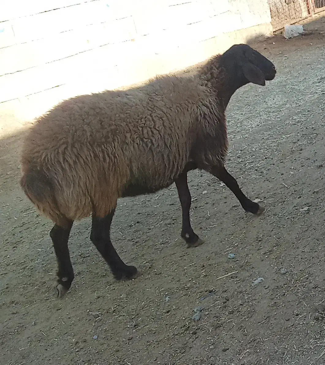 علوفه تمیز|عمده‌فروشی|کوهدشت, |دیوار