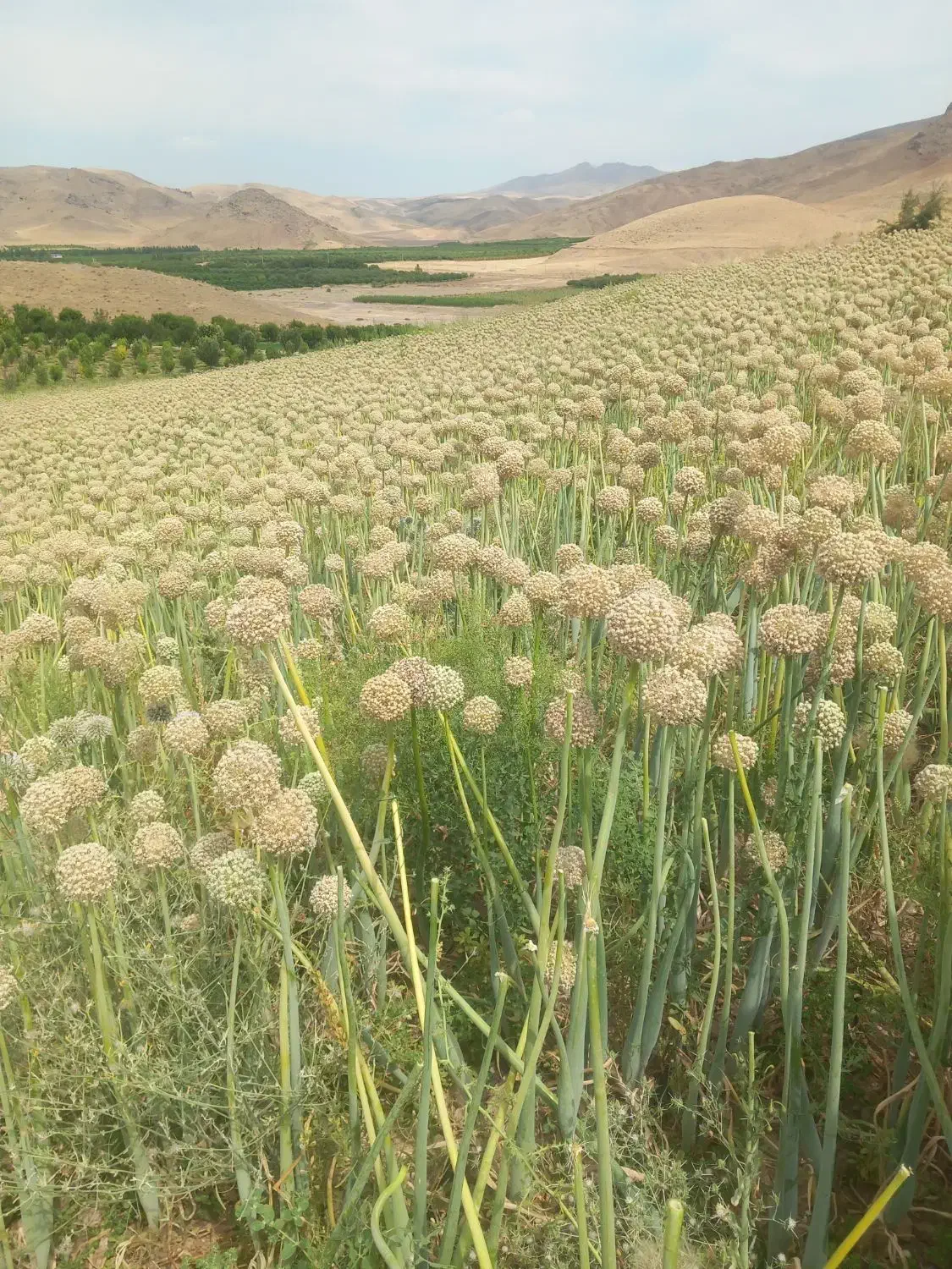 بذر پیاز قرمز|خدمات باغبانی و درختکاری|لیلان, |دیوار