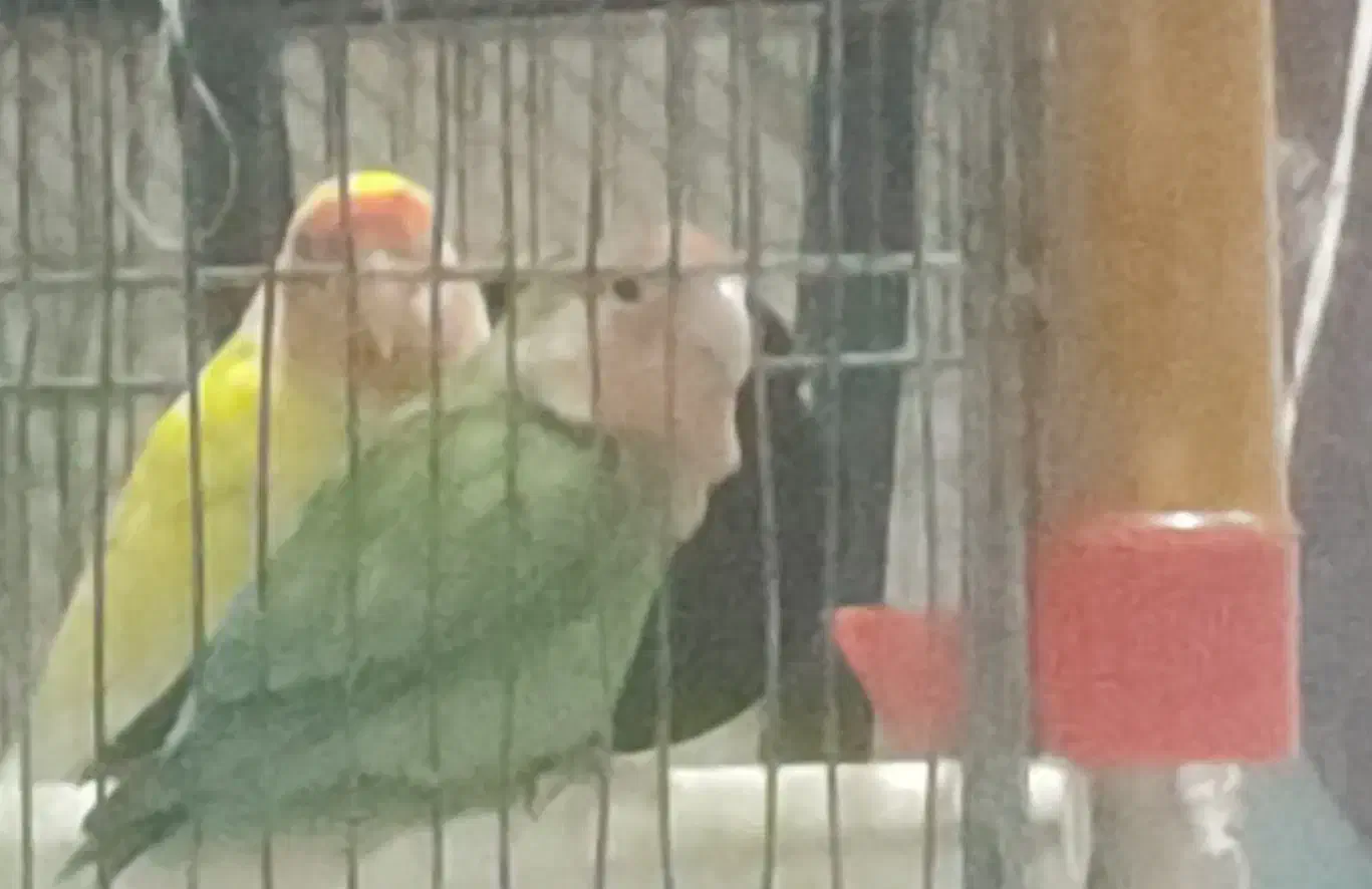 طوطی برزیلی|پرنده|تهران, سعادت‌آباد|دیوار