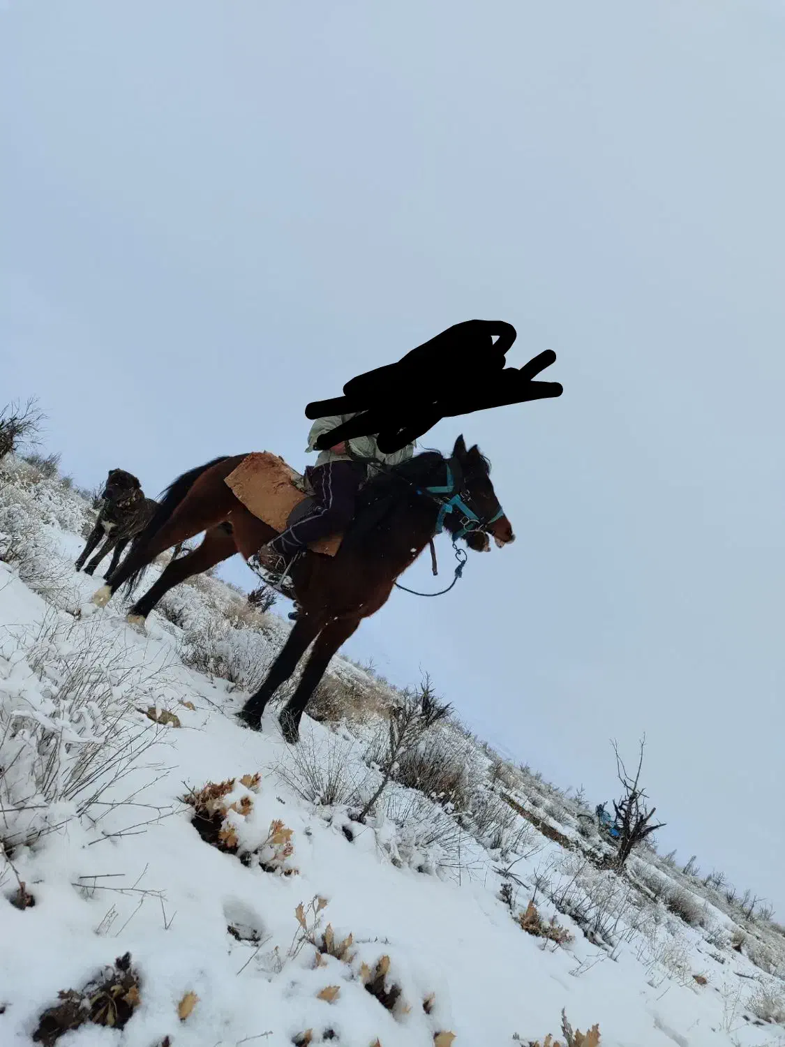 اسب|اسب و تجهیزات اسبسواری|نیشابور, ماروسک|دیوار