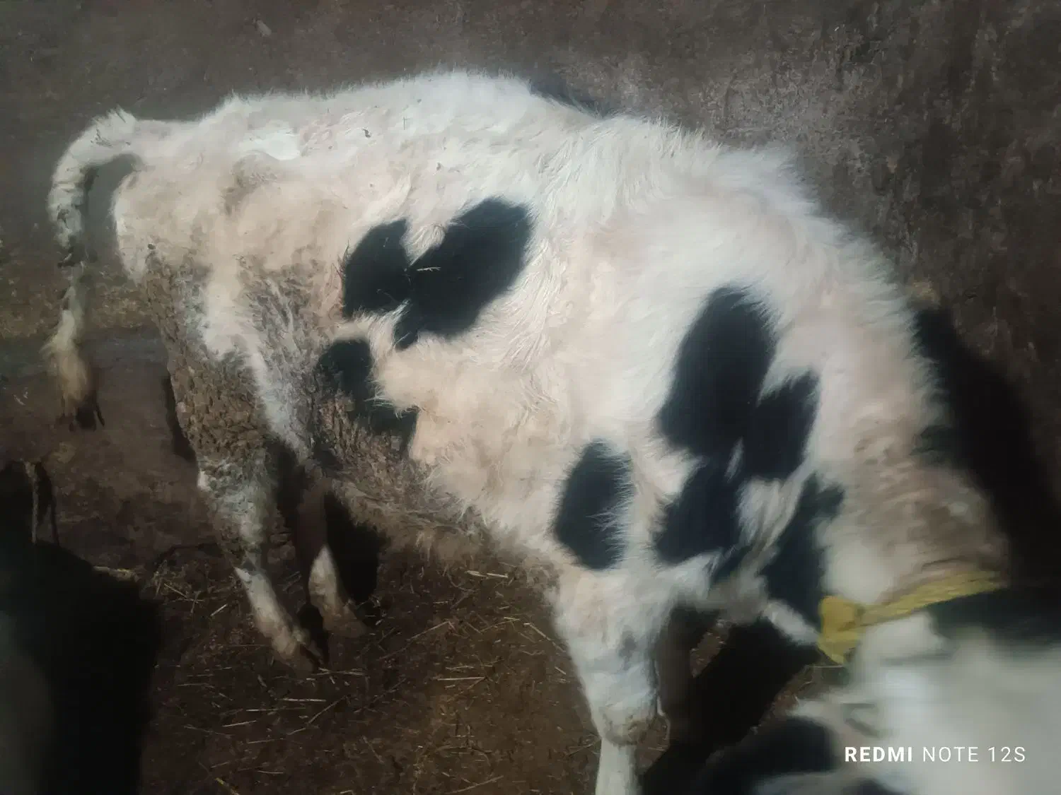 گوساله گاو|حیوانات مزرعه|اردبیل, |دیوار