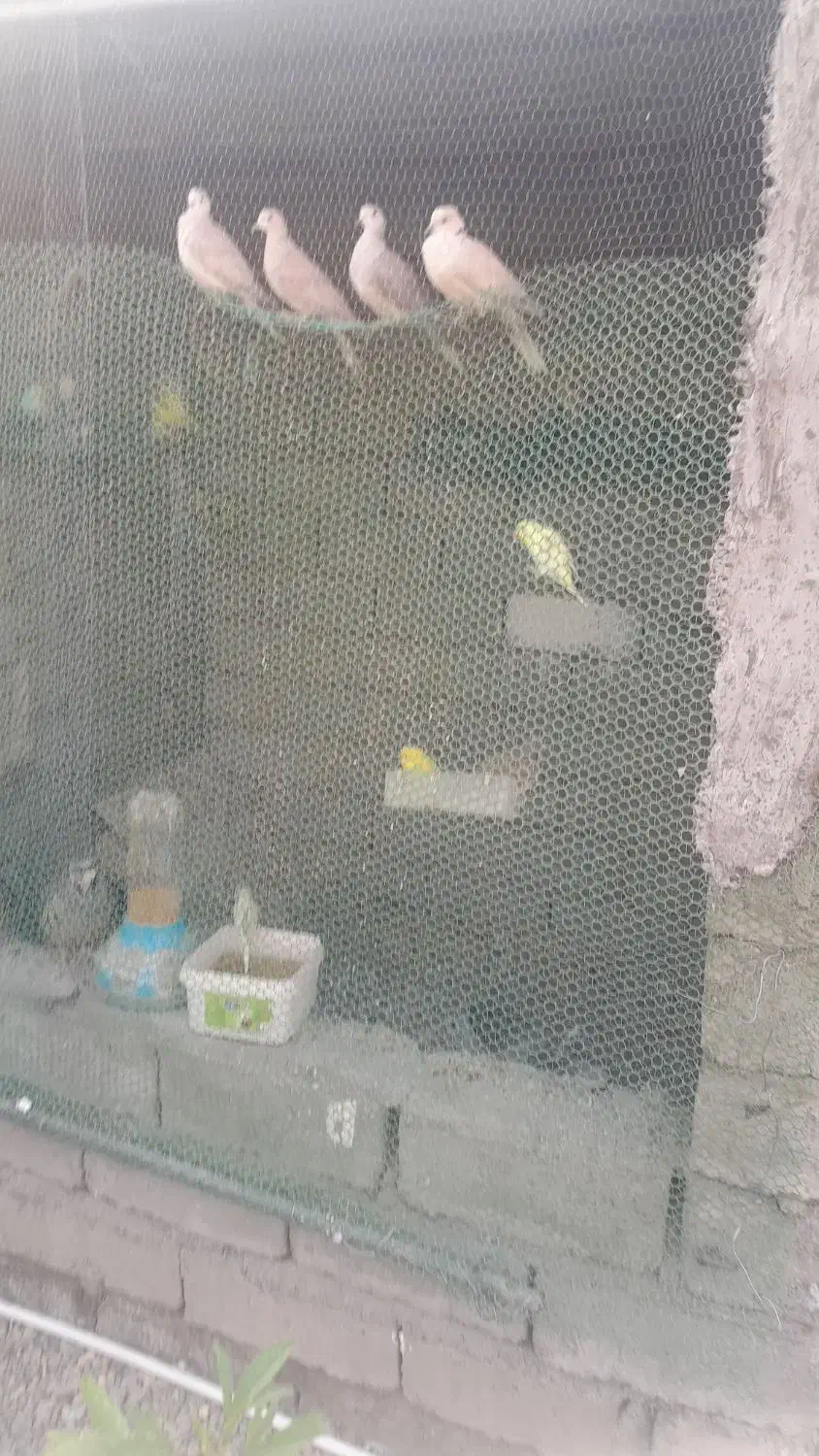 دوجفت کبوترک سالم سرحال|پرنده|زهک, |دیوار