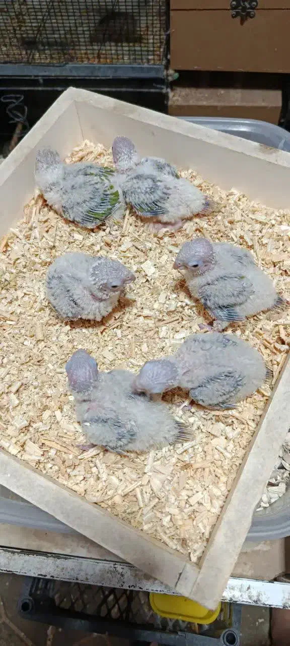 فروش جوجه گرینچیک سرلاکی|پرنده|بردسکن, |دیوار