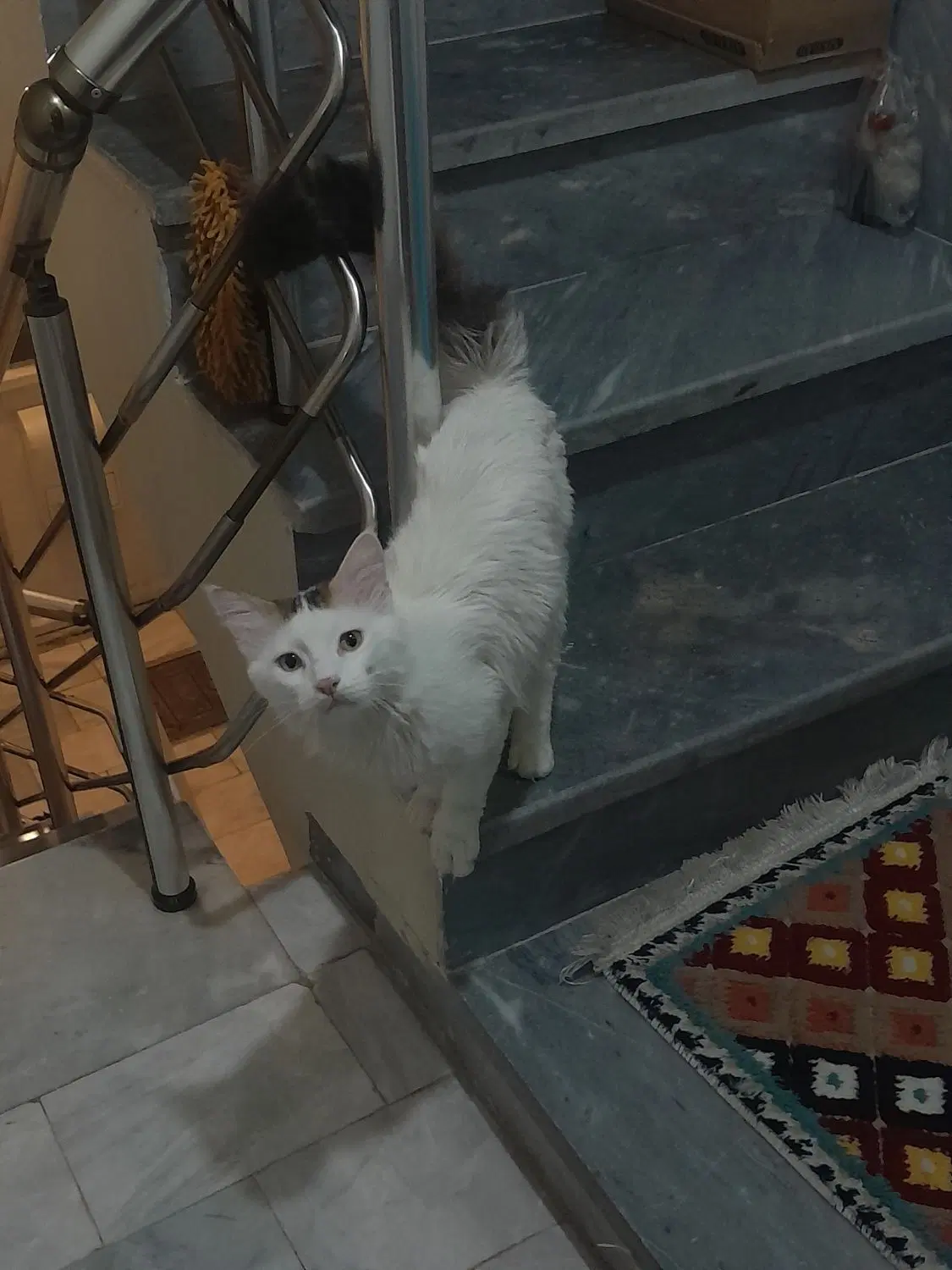 گربه خونگی|گربه|اراک, |دیوار