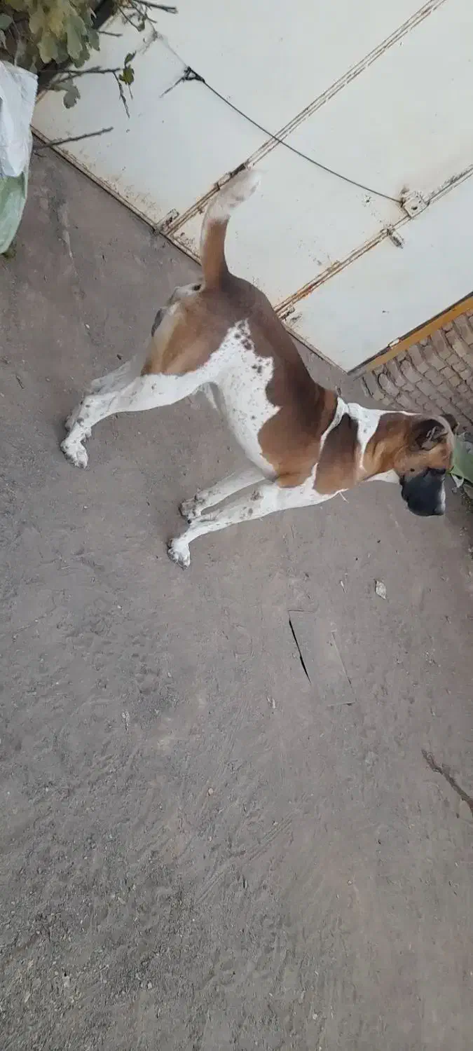 سگ گله|سگ|تربت‌حیدریه, فرمانداری|دیوار