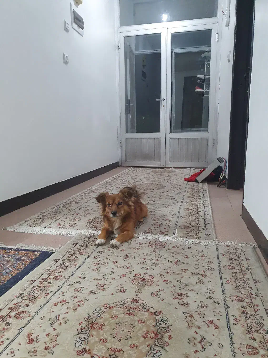 سگ خانگی|سگ|کرمانشاه, |دیوار